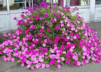WILLVINE PUAS-139 Old Fashioned Petunia Mix Seeds Seed(50 per packet)