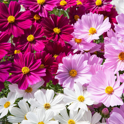 the green dotcom Cosmos Mixed Flower Seeds for Home Gardening Flower Seed(50 per packet)