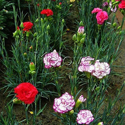 Lorvox Carnation Flower Mixed Colour F1 Hybrid Seed(50 per packet)