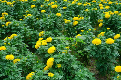 SEMPA marigold/gende ka phool flower seeds Seed(75 per packet)