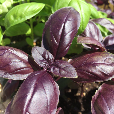 Qualtivate PAU-13 Basil Amethyst Ocimum basilicum Seed(1000 per packet)