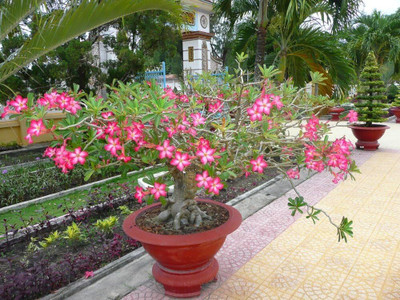 Qualtivate NBIR-97 Mixed Adenium Desert Rose Seed(30 per packet)