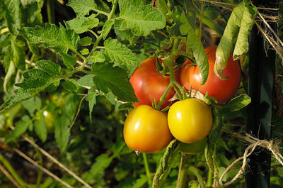 Infintegreen tomato Seed(65 per packet)