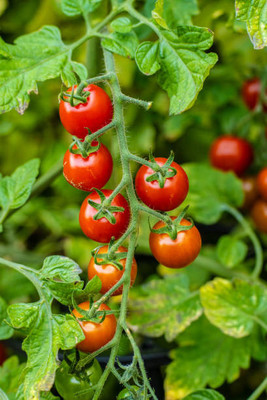 AYODvati tomato Seed(30 per packet)
