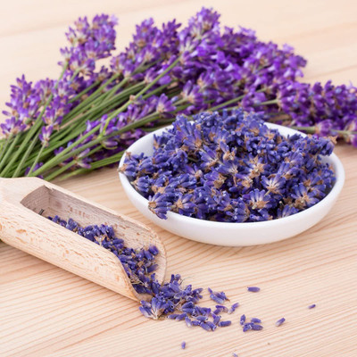 CYBEXIS NDIR-51 - English Lavender - Lavandula - (750 Seeds) Seed(750 per packet)