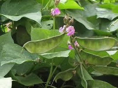 Dbbrothers Runner Beans Hybird Seed pack of 20 Seed(20 per packet)