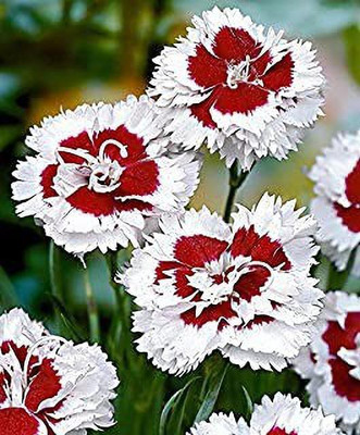Aro Dianthus Seed(73 per packet)
