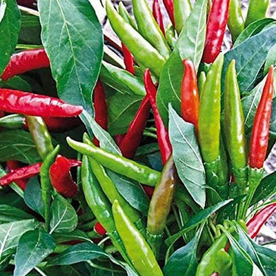 KNESSiN Birds Eye Chilli Seed(1250 per packet)