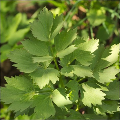 VibeX LXI-90 - Lovage Herb - (750 Seeds) Seed(750 per packet)