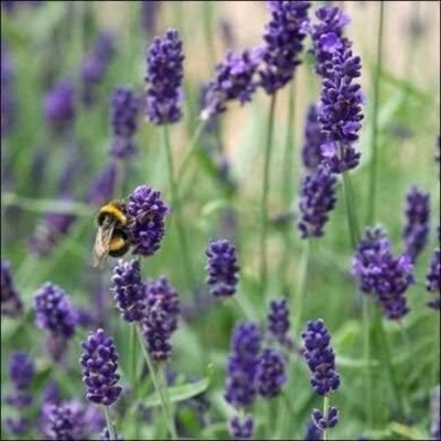 Qualtivate VXI-250 English Lavender Vera Seed(500 per packet)