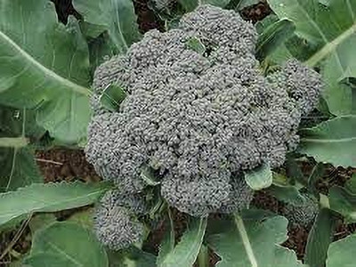 Seedsqlty Broccoli seeds for home garden, high germination (80 seeds) Seed(80 per packet)