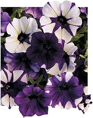 CYBEXIS Shock Wave Tie Dye Purple Petunia Seed(50 per packet)