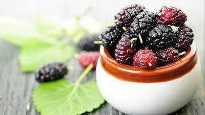 Oliver mulberry(shahatoot) fruit seeds Seed(73 per packet)