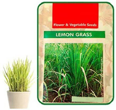 VibeX GUA-32 - Lemon Grass Cymbopogon - (750 Seeds) Seed(750 per packet)