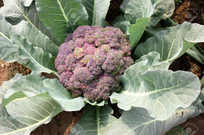 CYBEXIS Palam Vichitra F1 Hybrid Broccoli2000 Seeds Seed(2000 per packet)