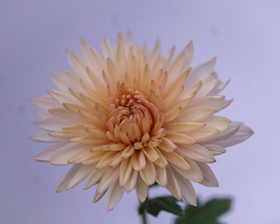 Quentova Chrysanthemum Flower-8U-VXL Seed(75 per packet)