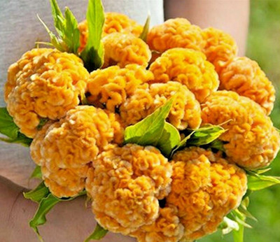 UGRA COCKSCOMB YELLOW DWARF Seed(15 per packet)