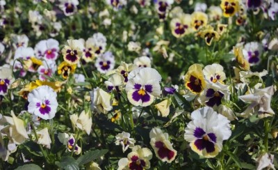 OGIVA Tutti Frutti large-flowered pansy - mixture Seed(200 per packet)