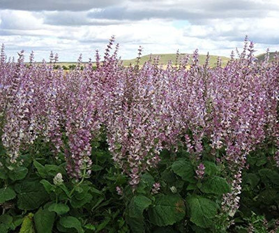 Qualtivate PUAS-3A Clary Sage Seed(100 per packet)