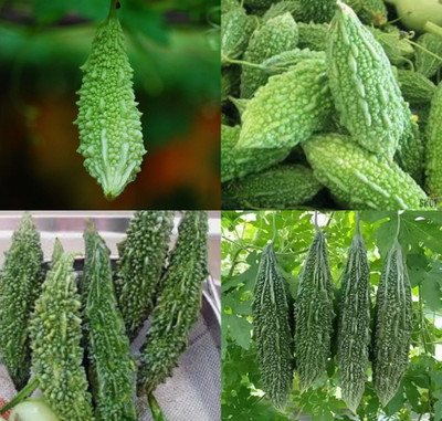ibains Bitter gourd seeds for home garden beej 13 Seed(13 per packet)