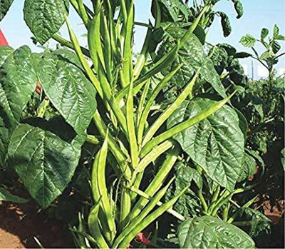 KANAYA Cluster Beans ,Guar Phali, Seed(230 per packet)
