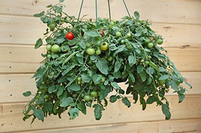 Qualtivate FXL-5AT Patio Tomato F1 Hybrid Seed(300 per packet)