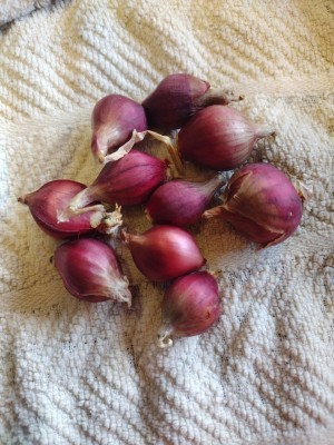 Quentova Egyptian walking onion-VXI-3Y Seed(200 per packet)