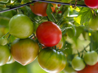 RnB tomato Seed(155 per packet)