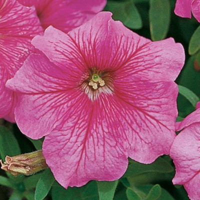 WHADE Petunia Pink Vein Flower Seed(70 per packet)