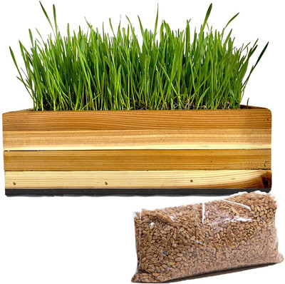 CYBEXIS VVI-55 - Premium Hard Red Winter Wheat - (7500 Seeds) Seed(7500 per packet)