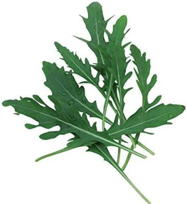 CYBEXIS PAU-96 - Arugula Roquette Rocket - (2250 Seeds) Seed(2250 per packet)