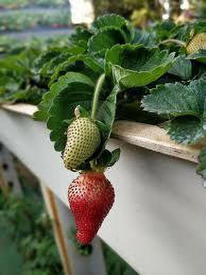 XOLDAA strawberry fruit seeds Seed(205 per packet)