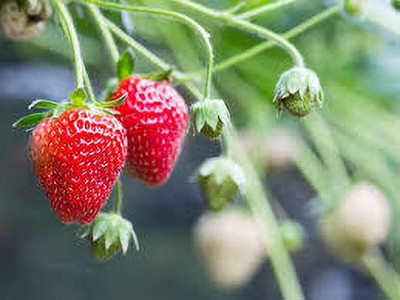XOLDAA XOLDAA F1quality hybrid strawberry seeds Seed(25 per packet)