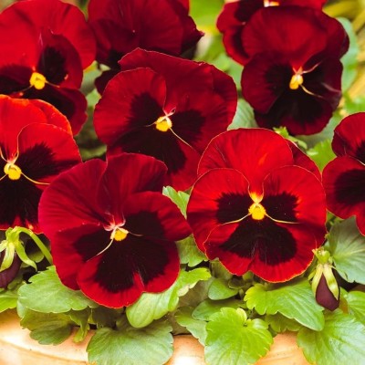 OGIVA Red Giant Pansy Viola Tricolor Flower Seed(500 per packet)