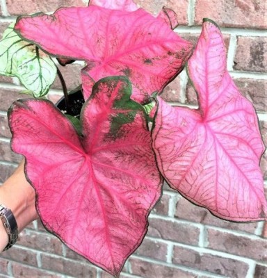 Radha Krishna Agriculture ® Fannie Munson Caladium Beautiful Leafy Bulbs For Outdoor Gardening Seed(13 per packet)