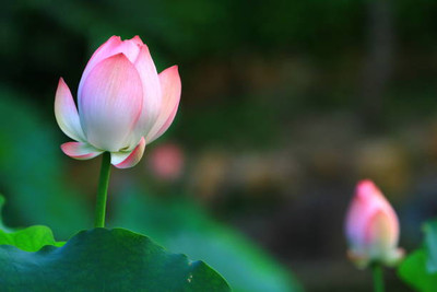 Aamaya Store lotus,kamal gatta Seed(11 per packet)