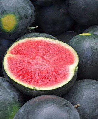 CYBEXIS VXI-87 - Black Diamond Watermelon - (1350 Seeds) Seed(1350 per packet)
