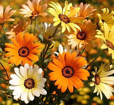 CYBEXIS XL-63 - African Mix Daisy Flower - (60 Seeds) Seed(60 per packet)