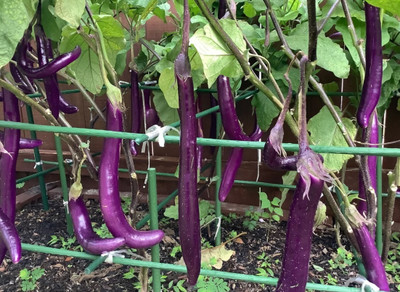 UGRA Brinjal Seed(500 per packet)