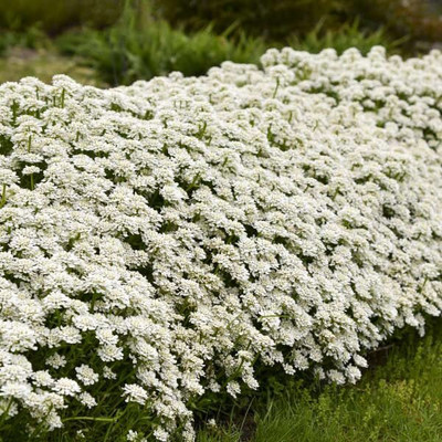 Aywal Candytuft (Perennial) Snowflake Seed(10 per packet)