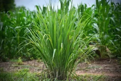 Aro Lemon Grass Seed(10 per packet)