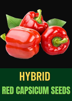 VibeX PUAS-43 - RED CAPSICUM (SHIMLA MIRCH) - (150 Seeds) Seed(150 per packet)