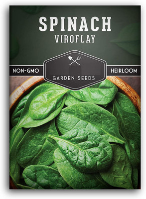 CYBEXIS TLX-41 - Viroflay Spinach for Planting - (750 Seeds) Seed(750 per packet)