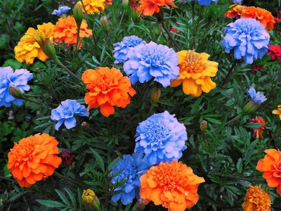 CYBEXIS VXI-19 - Mixed Marigold - (750 Seeds) Seed(750 per packet)