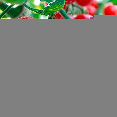 KANAYA Tamatar Seed(25 per packet)