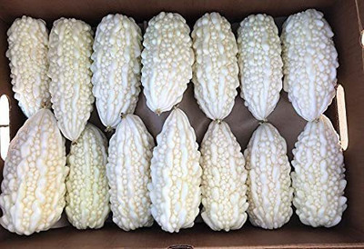 VibeX ® LXI-20 Exotic White Bitter Gourd Seeds Seed(50 per packet)