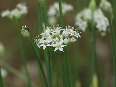 CYBEXIS PAU-45 - Garlic Chives - (750 Seeds) Seed(750 per packet)