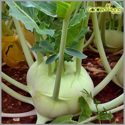 WILLVINE PUAS -X Knol Khol Green Vegetable seeds [50g] Seed(15000 per packet)