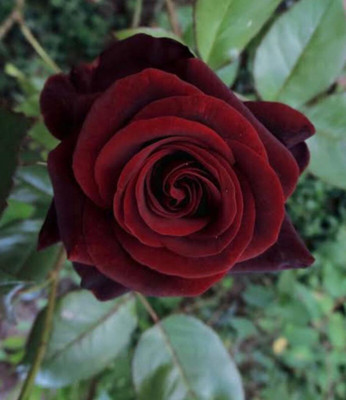 greenfarm NXC- Rose Flower Seeds/ Gulab Seed/ Best Quality ,80 X Seeds,EFX65 Seed(80 per packet)