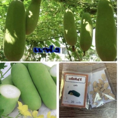 VibeX PUSA Hybrid Bottle Gourd Naveen-(50 Gms, 250 Seeds) Seed(250 per packet)